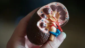 kidneys